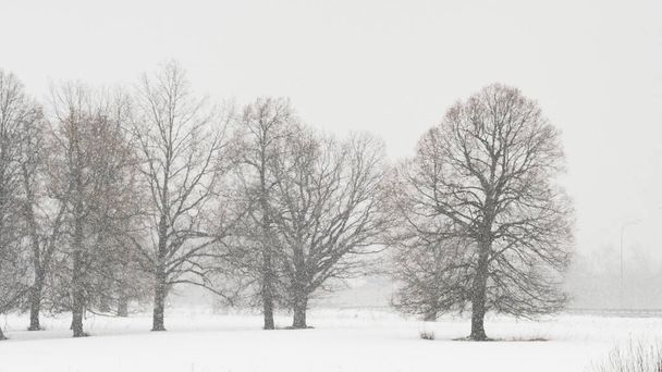 Scenic view of snowy forest - Fotografie, Obrázek