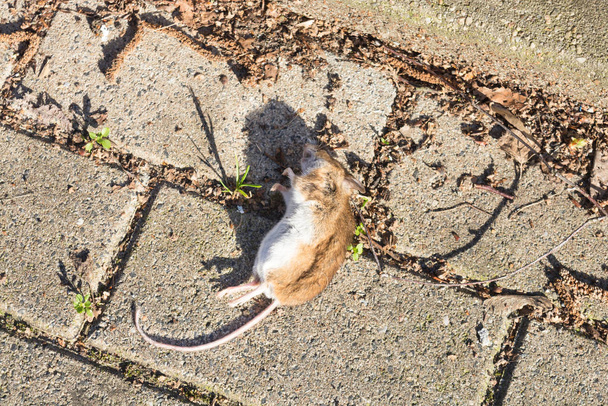 Мертвая мышь на тротуаре. Селективный фокус        - Фото, изображение
