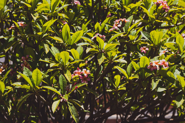 pink frangipani tree with plenty of flowers shot on a sunny summ - Photo, image