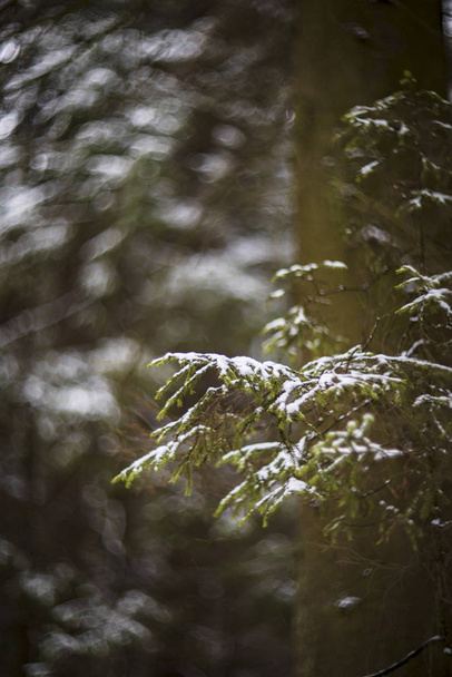 winter forest in the park - Foto, Bild