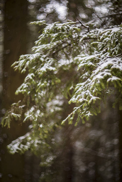 winter forest in the park - Zdjęcie, obraz