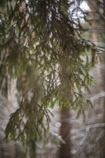 winter forest in the park - Foto, immagini