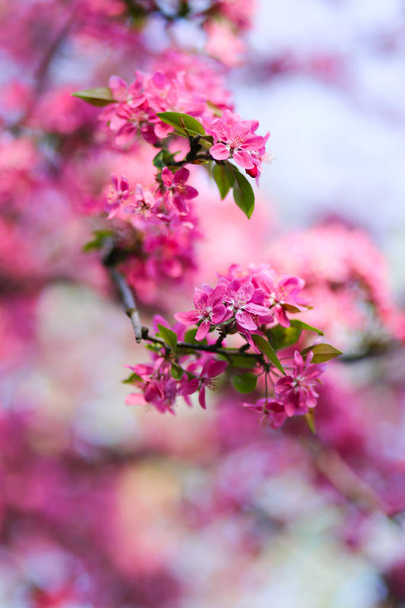 Nature background with wonderful pink blossomed spring flowers o - Fotografie, Obrázek