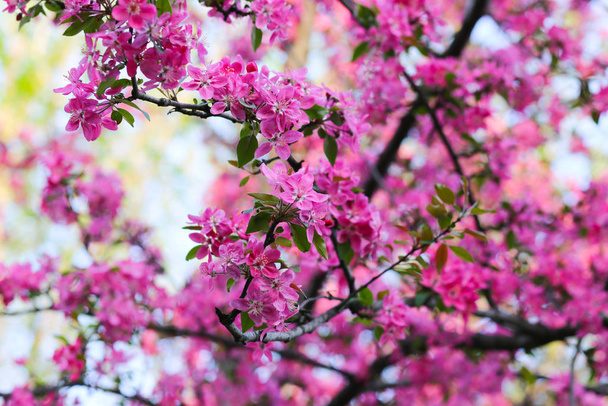 Nature background with wonderful pink blossomed spring flowers o - Valokuva, kuva