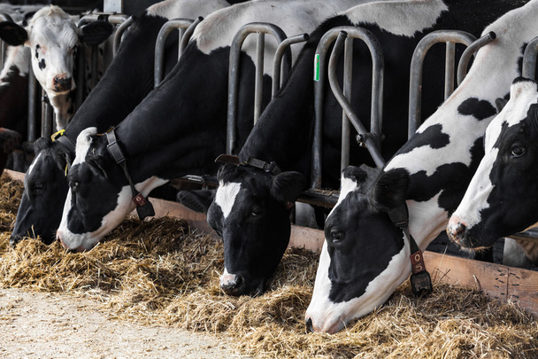 Dairy cows in a farm. - Zdjęcie, obraz