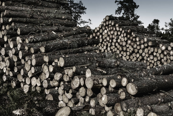 kłody drewna w lesie - Zdjęcie, obraz