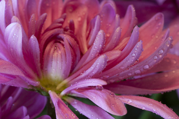Vista de cerca de las gotas de agua en pétalos de crisantemo rosa
 - Foto, Imagen