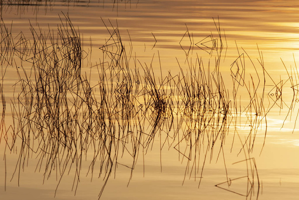 Rákosí odrážející se na hladině jezera v teplém zlatém hodinovém světle - Fotografie, Obrázek