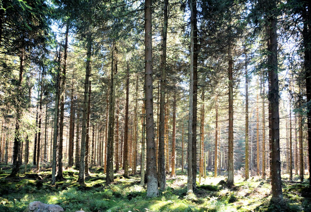 δάσος στους πρόποδες του Brocken - Φωτογραφία, εικόνα