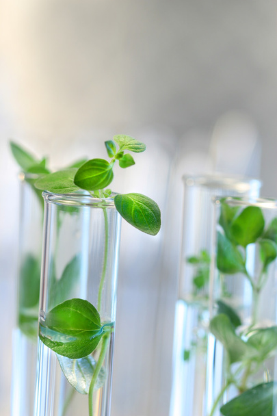 Test Tubes with small plants - Photo, Image