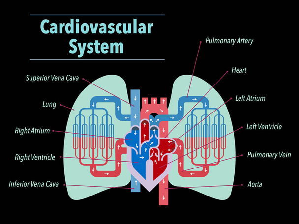 ilustração vetorial simples do sistema circulatório focada no coração e pulmões com os nomes de cada parte escrita em inglês em um fundo preto
. - Vetor, Imagem