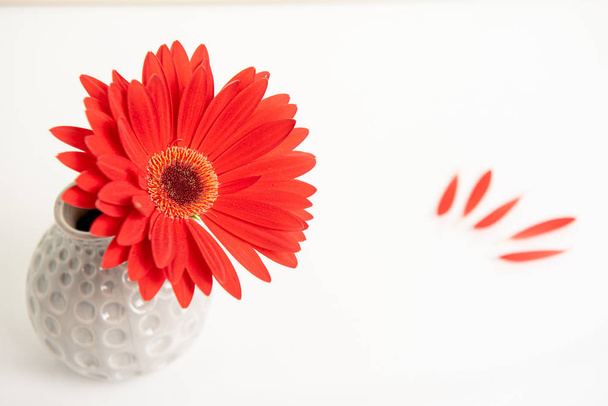 Gazania κόκκινο λουλούδι σε ένα λευκό κομψό βάζο. Δημιουργική ακόμα ζωή  - Φωτογραφία, εικόνα