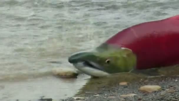 Salmon on the coast - Footage, Video