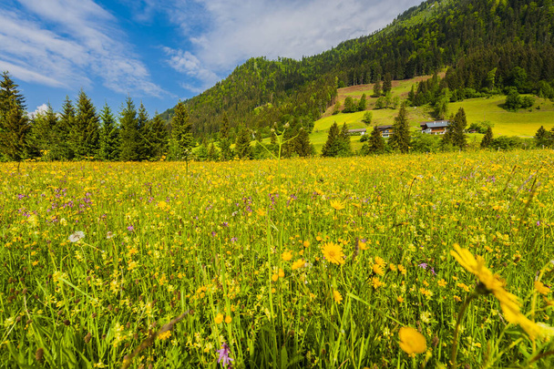 Зеленые холмы Австрии
 - Фото, изображение