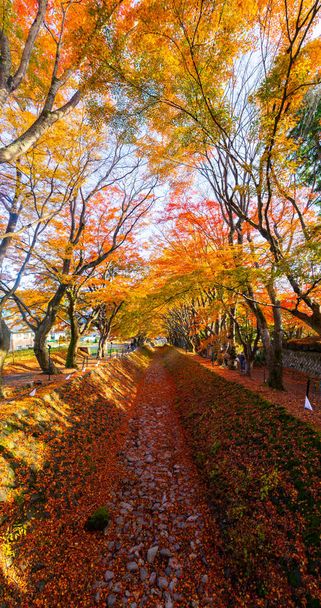 Διάδρομος Maple την φθινοπωρινή περίοδο στην περιοχή της λίμνης Kawaguchiko, Ιαπωνία. - Φωτογραφία, εικόνα