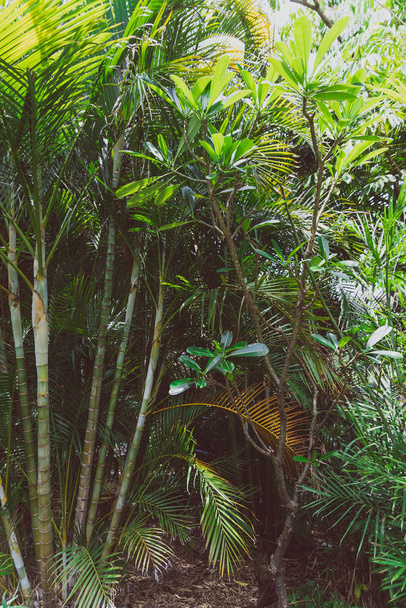 détail du parc tropical avec des arbres et des plantes exotiques
 - Photo, image