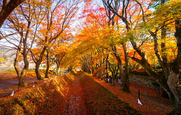 Klonowy korytarz jesienią na obszarze jeziora Kawaguchiko, Japonia. - Zdjęcie, obraz