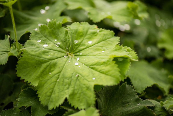 eső víz harmat csepp zöld levél natur - Fotó, kép