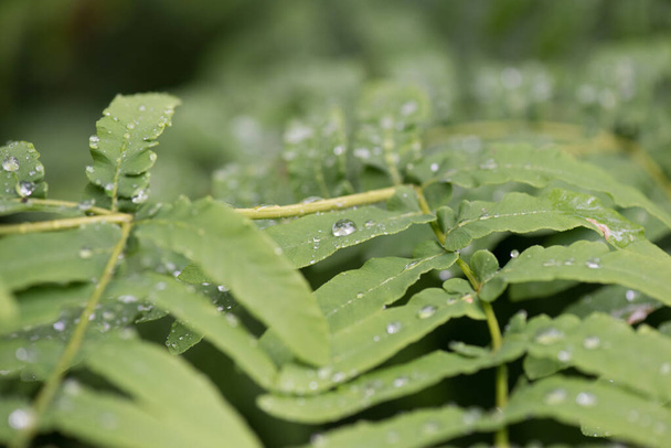 krople rosy deszczowej na zielonym liściu natur - Zdjęcie, obraz