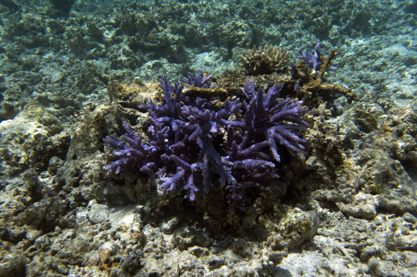 Acropora vue sur le corail dans la mer
 - Photo, image