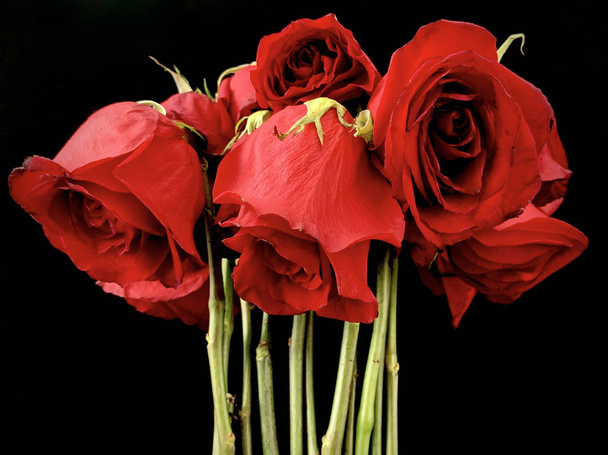 Bukiet uschniętych czerwonych róż na czarnym tle. Róże z zwiędłymi pączkami. Pojęcie: miłość więdnie. - Zdjęcie, obraz