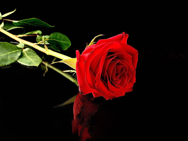 Piękna czerwona róża na czarnym tle. Jedna leżąca róża z jasnym pączkiem. Pojęcie: miłość, samotność. - Zdjęcie, obraz