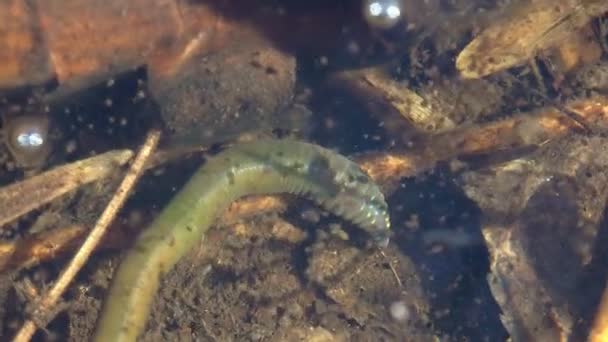 Probosissless leeches, Arhynchobdellida, Hirudinea, Probosissless leechesは一般に淡水または水棲動物である。野生生物の水中マクロビュー - 映像、動画