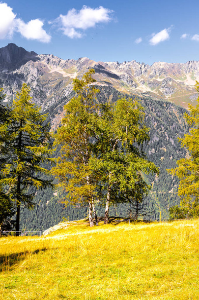 Bříza stromy Alpské louky krajina, Chamonix. - Fotografie, Obrázek