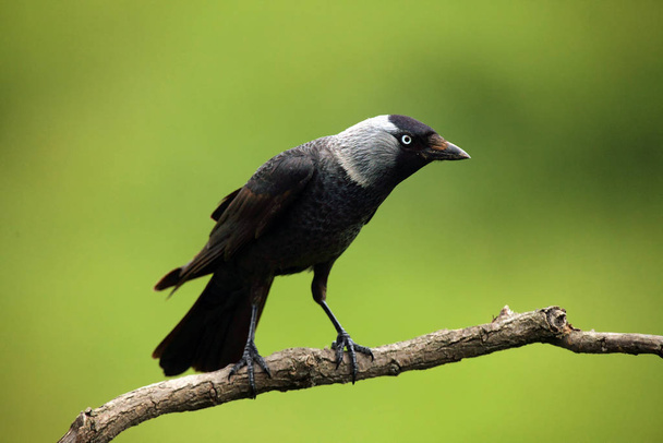 The Western Jackdaw (Corvus monedula) sitting on a branch with green background. Typical smart raven bird sitting on a branch. - Photo, Image
