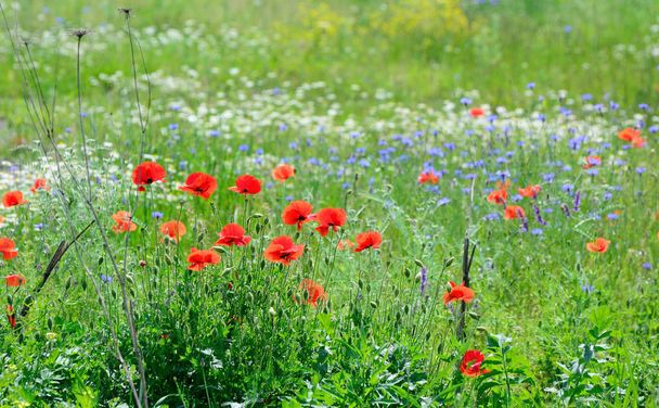 Poppy flowers field. Rural landscape with red wildflowers - Photo, Image