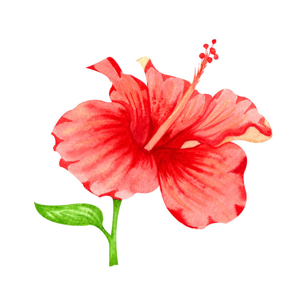 Watercolor illustration of flower of red hibiscus. Hand drawn exotic  tropical plant isolated on white background. Red hibiscus for card, invitation, design, print. - 写真・画像
