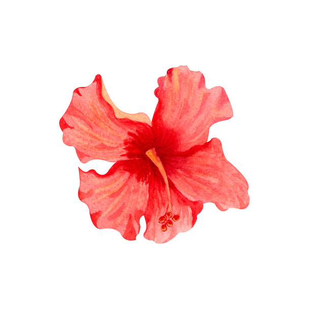 Aquarel illustratie van bloem van rode hibiscus. Handgetekende exotische tropische plant geïsoleerd op witte achtergrond. Rode hibiscus voor kaart, uitnodiging, ontwerp, druk. - Foto, afbeelding