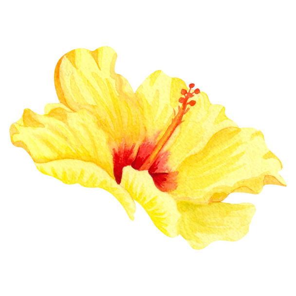 Υδατογραφία κίτρινος ιβίσκος, τροπικό λουλούδι. Χειροποίητο μεγάλο ηλιόλουστο απομονωτή λουλουδιών σε λευκό φόντο. - Φωτογραφία, εικόνα