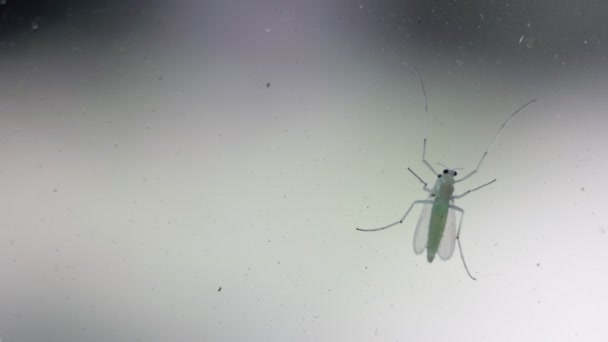 Zelená moucha sedí na okenním skle a ostře se odplíží - Záběry, video
