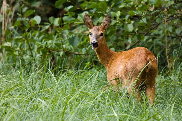 Sladká fena z jelena pózujícího s otevřenou tlamou ve vysoké trávě - Fotografie, Obrázek