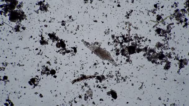 Rotifer mikroskopta kirli suyla besleniyor. - Video, Çekim
