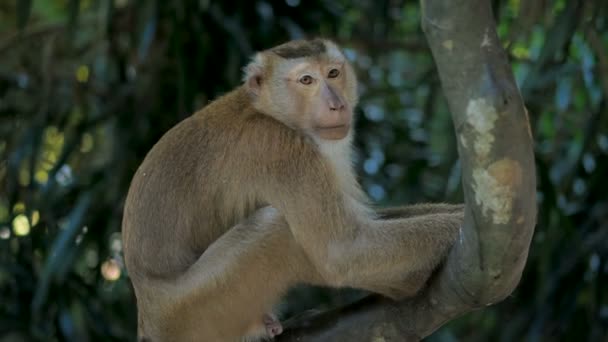 Małpa siedzi na drzewie. Portret makaka Rhesusa w tropikalnej dżungli - Materiał filmowy, wideo