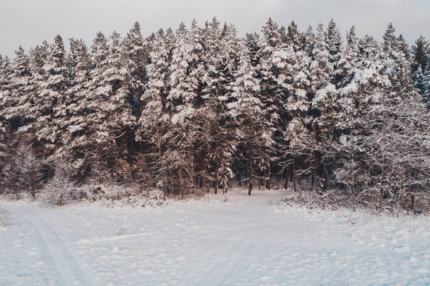 Bellissimo pino, pittoresco paesaggio invernale, vista aerea
. - Foto, immagini