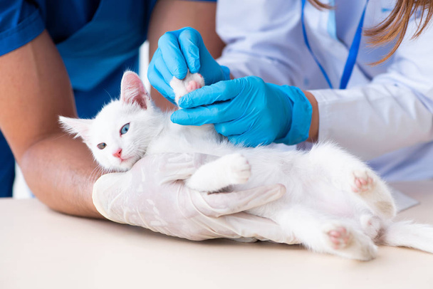 Dois jovens médicos veterinários examinando gato doente
 - Foto, Imagem