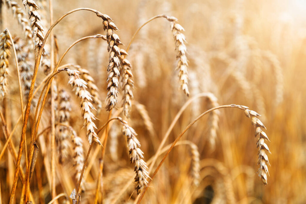 uši pšenice zblízka - Fotografie, Obrázek