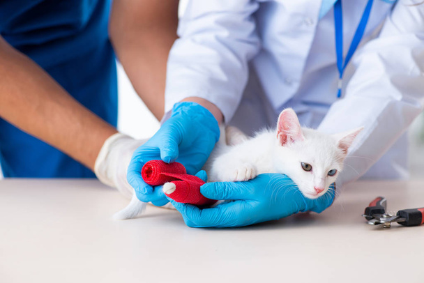 Two young vet doctors examining sick cat - Photo, Image