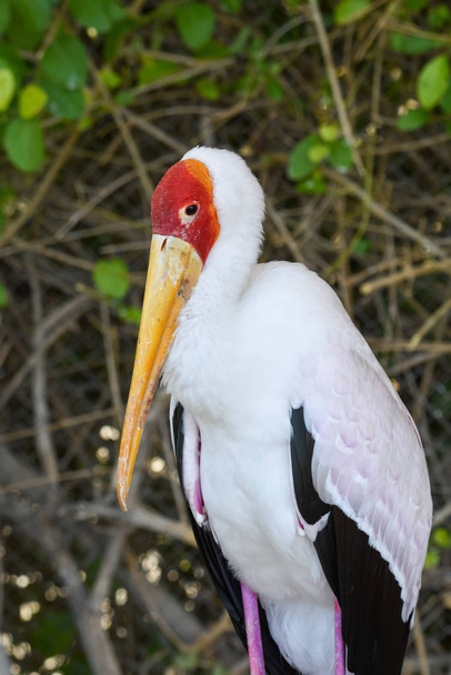 AYellow-Billed Stork (mycteria ibis) muestra su pico al atardecer en los árboles
. - Foto, Imagen