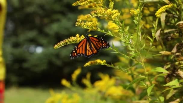 Schmetterling ruht während Poesie-Festival - Filmmaterial, Video
