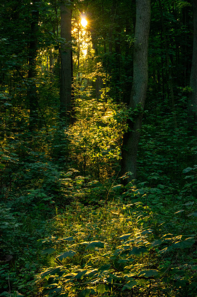Erdő - Fotó, kép