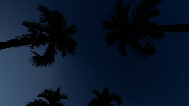 Palm Alley. Green backdrop. Romantic vacation. Vacation, summer. Exotic beach background. Christmas tree. Night colorful landscape. Summer color. Night sky nature summer landscape. Palm trees. - Footage, Video