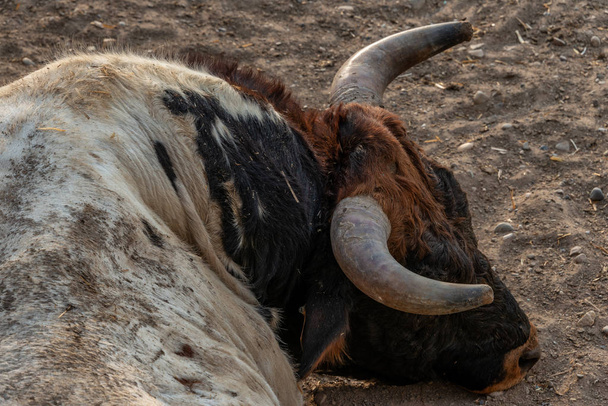 Ein großer kräftiger Stier mit großen Hörnern liegt ruhig auf einem Bauernhof in Spanien - Foto, Bild