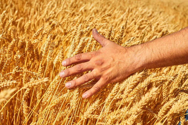 Du blé de ferme. le concept d'une récolte riche. Avec fond de coucher de soleil
. - Photo, image