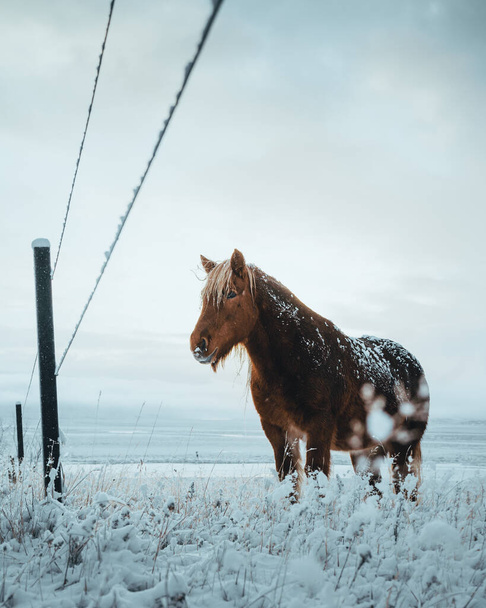 Icelandic horses are very unique creatures for the Iceland. These horses are more likely ponies but quite bigger and they are capable of surviving hard weather conditions that are usual for the north - Foto, Bild