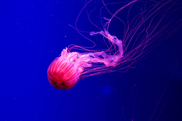 Colorful Jellyfish underwater. Jellyfish moving in water. - Foto, Imagen