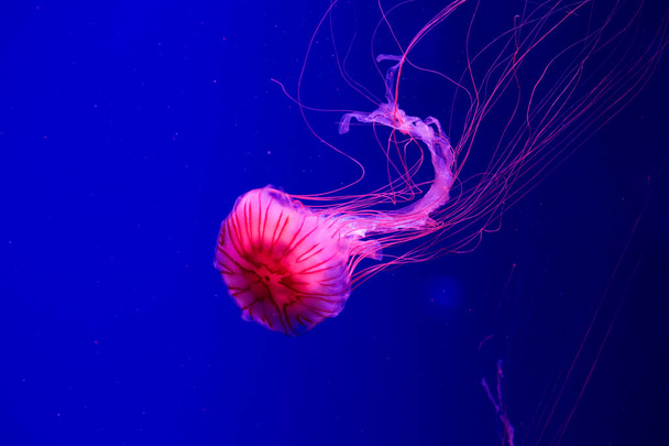 Colorful Jellyfish underwater. Jellyfish moving in water. - 写真・画像